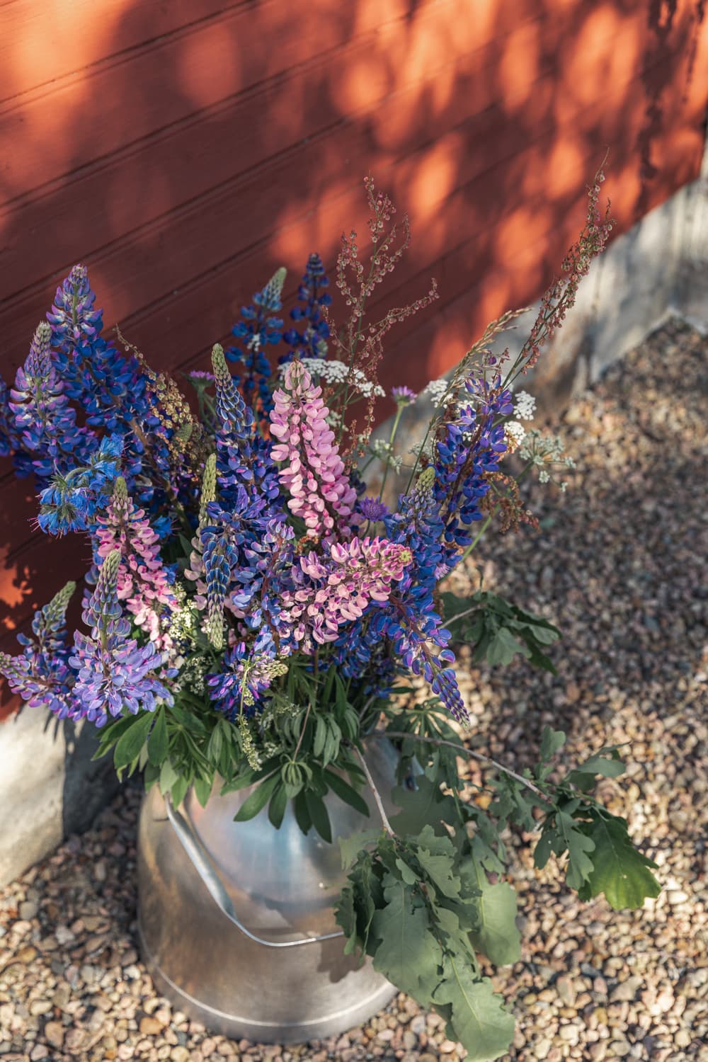 En bukett lila och rosa lupiner i en plåtkanna mot en röd trävägg.